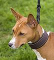 Dogobundi Basenji Th. Ernst (7)